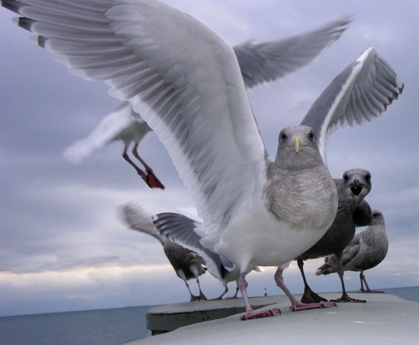 Photograph Geoffrey Tomlin Hood Gulls on One Eyeland